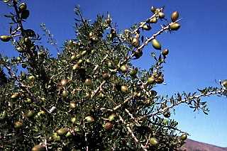 argan